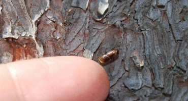 Metody řešení kůrovce na jabloni pomocí léků a lidových prostředků